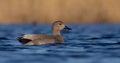 Gadwall - Anas strepera - male Royalty Free Stock Photo