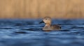 Gadwall - Anas strepera - male Royalty Free Stock Photo