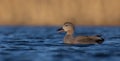 Gadwall - Anas strepera - male Royalty Free Stock Photo