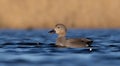 Gadwall - Anas strepera - male Royalty Free Stock Photo