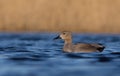 Gadwall - Anas strepera - male Royalty Free Stock Photo