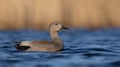 Gadwall - Anas strepera - male Royalty Free Stock Photo
