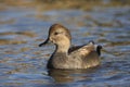 Gadwall, Anas strepera, male Royalty Free Stock Photo