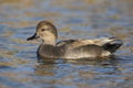 Gadwall, Anas strepera, male Royalty Free Stock Photo
