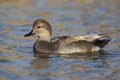 Gadwall, Anas strepera, male