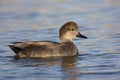 Gadwall, Anas strepera, male Royalty Free Stock Photo