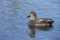 Gadwall, Anas strepera, male Royalty Free Stock Photo