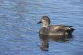 Gadwall, Anas strepera, male