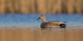 Gadwall - Anas strepera / Mareca strepera