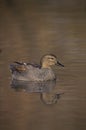 Gadwall, Anas strepera