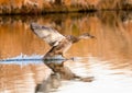 A Gadwall drake Juvenile duck skids to a landing on a Golden Pond in the Fall Season Royalty Free Stock Photo