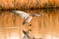 Gadwall duck Juvenile in extreme stretch prior to landing Royalty Free Stock Photo