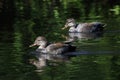 Gadwall duck bird Royalty Free Stock Photo