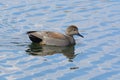 Gadwall duck drake on lake Royalty Free Stock Photo