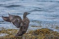 Gadwall duck, Ofeigsfjordur, Strandir Coast, West Fjords, Iceland