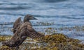 Gadwall duck, Ofeigsfjordur, Strandir Coast, West Fjords, Iceland