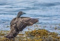 Gadwall duck, Ofeigsfjordur, Strandir Coast, West Fjords, Iceland