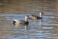 Gadwall Duck pair