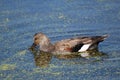 Gadwall Duck in pond with duckweed