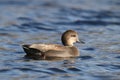 Gadwall Duck swimming on blue water in Winter Royalty Free Stock Photo