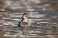 Gadwall Duck swimming on gold water in Fall at Dusk Royalty Free Stock Photo