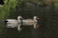 Gadwall Ducks