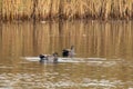 Gadwall ducks are swimming in a tranquil lake