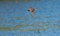 Gadwall flying at lakeside marsh Royalty Free Stock Photo
