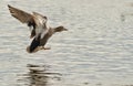 A Gadwall landing on water Royalty Free Stock Photo