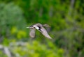 Gadwall male in flight Royalty Free Stock Photo