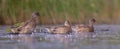 Gadwall - Mareca strepera / Anas strepera