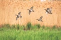 Gadwall - Mareca strepera - a medium-sized water bird from the duck family, ducks fly over green grass next to tall reeds Royalty Free Stock Photo