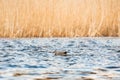 Gadwall - Mareca strepera - a medium-sized water bird from the duck family with gray plumage with a white mirror on the wing Royalty Free Stock Photo