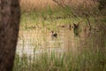 Gadwall - Mareca strepera - a medium-sized water bird from the duck family with gray plumage with a white mirror on the wing Royalty Free Stock Photo