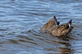 Gadwall Duck pair dabbling in Lake Sammamish Royalty Free Stock Photo