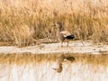 Gadwall Standing on Sandy Beach Royalty Free Stock Photo