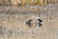 Gadwall swimming in a lake Royalty Free Stock Photo