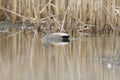 Gadwall swimming in a lake Royalty Free Stock Photo