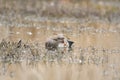 Gadwall swimming in a lake Royalty Free Stock Photo