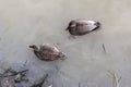 Pair of Gadwall duck Royalty Free Stock Photo