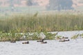 Gadwalls Mareca strepera in lake Royalty Free Stock Photo