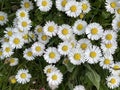 Gaensebluemchen, Bellis Perennis Royalty Free Stock Photo