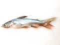 Gafftopsail Cat Fish Fish isolated on white background .Selective Focus Royalty Free Stock Photo