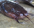 Gafftopsail catfish (Bagre marinus) on the wet surface