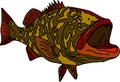 Gag grouper Royalty Free Stock Photo