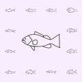 gag grouper icon. Fish icons universal set for web and mobile Royalty Free Stock Photo