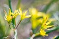 Close up young yellow Gagea flowers in flowerbed