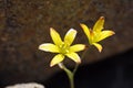 Gagea rigida flower close up Royalty Free Stock Photo