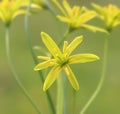 Gagea lutea