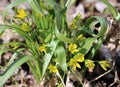 Gagea lutea blooms in the wild in the woods